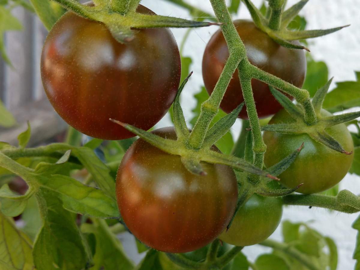 Tomaten BlackCherry