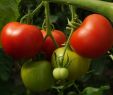 Tomaten Im Garten Luxus 20 Samen Matina tomate – Bio Saatgut Von Culinaris
