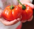 Tomaten Im Garten Luxus Mein Balkon 2017