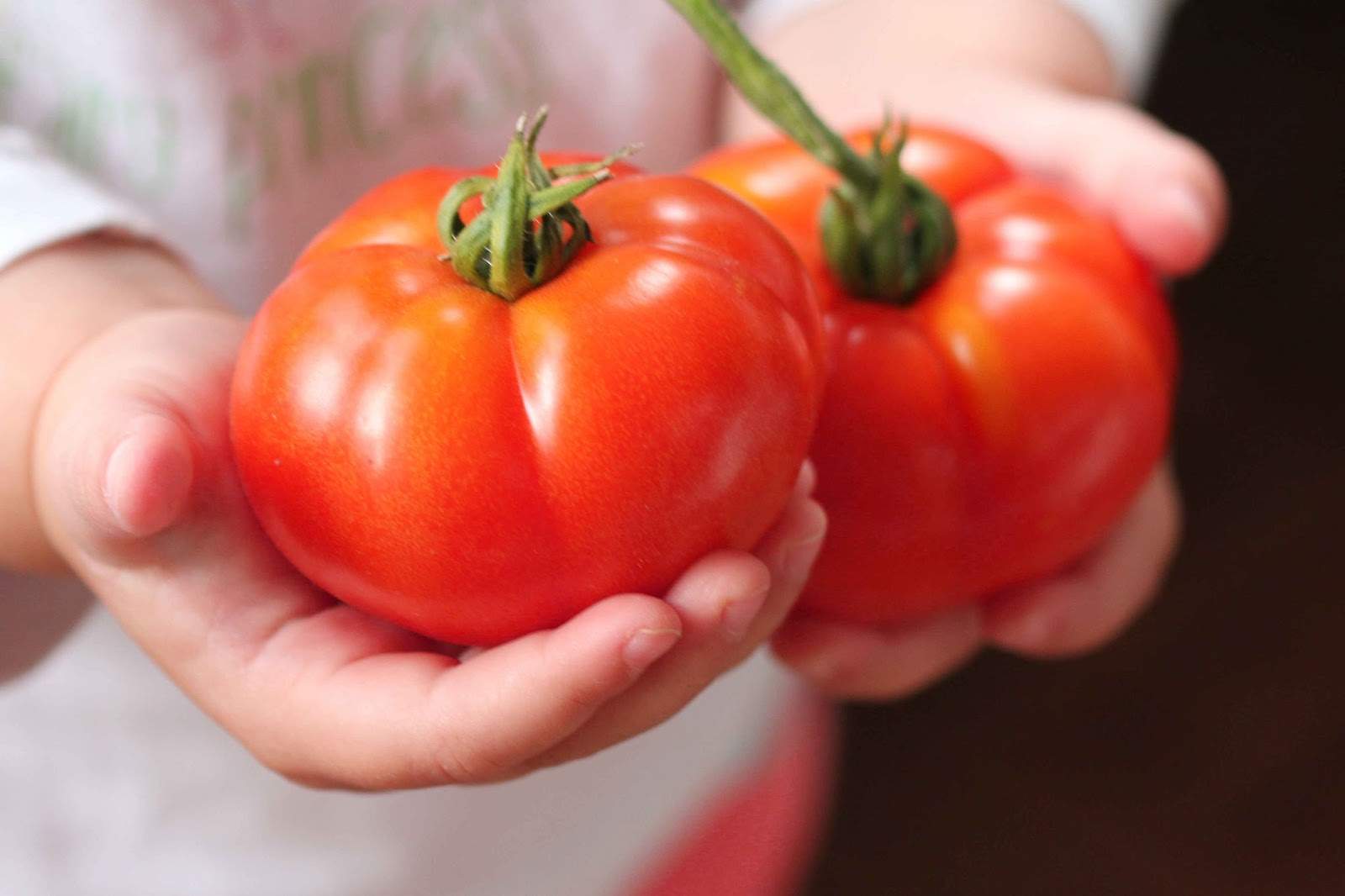 Tomaten in Kinderhänden