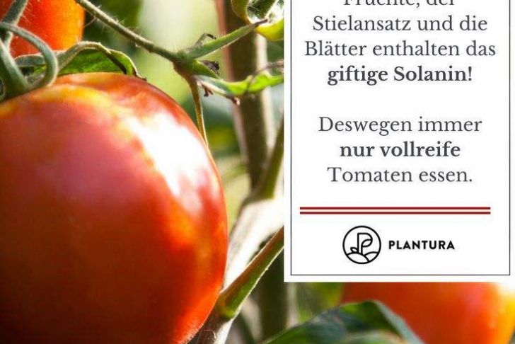 Tomaten Im Garten Luxus tomate Paradeiser &amp; Pomodoro Im Portrait Herkunft Anbau