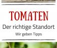 Tomaten Im Garten Neu tomaten Aussäen Pikieren & Auspflanzen Anleitung Mit Video