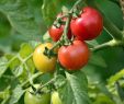 Tomaten Im Garten Neu tomaten Richtig In Kübel Pflanzen