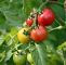 Tomaten Im Garten Neu tomaten Richtig In Kübel Pflanzen
