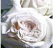 Toms Garten Frisch Rosen In Weiß Traumhaft Schön Und Ein Symbol Für Treue Und