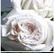 Toms Garten Frisch Rosen In Weiß Traumhaft Schön Und Ein Symbol Für Treue Und