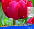 Tulpen Im Garten Das Beste Von Profi Line Tulpen Pamplona