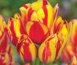 Tulpen Im Garten Das Beste Von Tulip Wonder Club