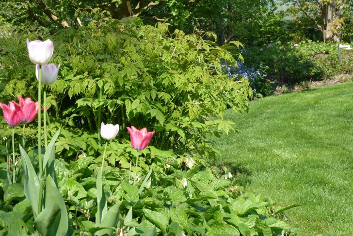 Tulpen Im Garten Einzigartig Akzente Setzten Mit Tulpen Farbtupfer Im Frühjahr