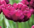Tulpen Im Garten Einzigartig Gefüllte Frühe Tulpe Showcase 7 Stück