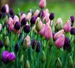 Tulpen Im Garten Einzigartig Purple and Pink by Bego±a Garcia
