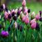 Tulpen Im Garten Einzigartig Purple and Pink by Bego±a Garcia
