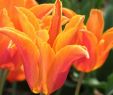 Tulpen Im Garten Elegant Tulipa Ballerina