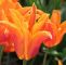 Tulpen Im Garten Elegant Tulipa Ballerina