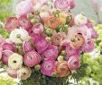 Tulpen Im Garten Inspirierend Ranunkeln Pastell Mix 10 Stück Ranunculus Pastell Mix