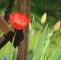Tulpen Im Garten Luxus Frühlingsblumen Im Garten