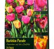 Tulpen Im Garten Luxus Harlekin Parade Tulpenmischung