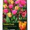 Tulpen Im Garten Luxus Harlekin Parade Tulpenmischung