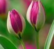Tulpen Im Garten Luxus Pin Von Regina Volk Auf Sprüche