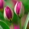 Tulpen Im Garten Luxus Pin Von Regina Volk Auf Sprüche