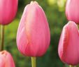 Tulpen Im Garten Neu Edelrosen