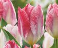 Tulpen Im Garten Neu Fosteriana Tulpe Flaming Purissima 10 Stück Tulipa Flaming Purissima