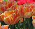 Tulpen Im Garten Neu Tulpe Foxy Foxtrott Strahlt Frühlingshafte Lebensfreude