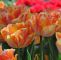 Tulpen Im Garten Neu Tulpe Foxy Foxtrott Strahlt Frühlingshafte Lebensfreude