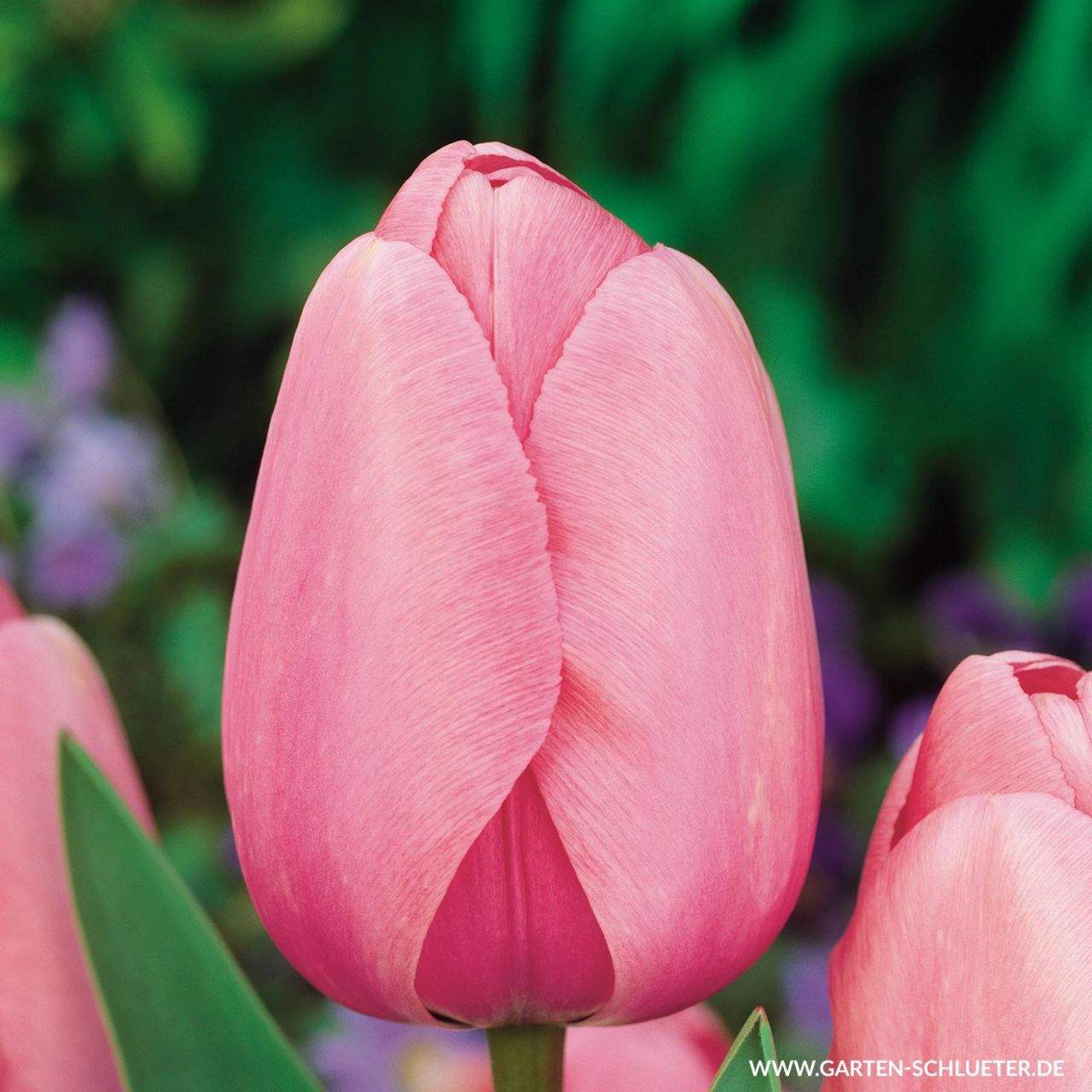 1 Darwin Hybrid Tulpe Pink Impression 10 Stueck Tulipa Pink Impression 1280x1280