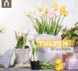 Tulpen Im Garten Reizend Pin Von Homefinity Auf Springtime