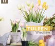 Tulpen Im Garten Reizend Pin Von Homefinity Auf Springtime