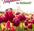 Tulpen Im Garten Reizend Wohin Zur Tulpenblüte In Holland