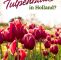 Tulpen Im Garten Reizend Wohin Zur Tulpenblüte In Holland