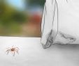 Ungeziefer Im Garten Das Beste Von Spinnen Aus Dem Haus Entfernen Ohne Sie Zu Töten – Wikihow