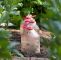 Ungeziefer Im Garten Frisch Gemüsepflanzen Vor Taubenfraß Schützen