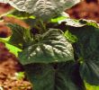 Unkraut Im Garten Bestimmen Das Beste Von Gurken Düngen Tipps Zur Ertragssteigernden Düngung