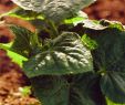 Unkraut Im Garten Bestimmen Das Beste Von Gurken Düngen Tipps Zur Ertragssteigernden Düngung