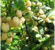 Unkraut Im Garten Bestimmen Einzigartig Weiße Brombeere Polar Berry Jetzt Bestellen Bei