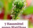 Unkraut Im Garten Bestimmen Neu Die 482 Besten Bilder Von Garten Und Minigarten Pflanzen In