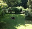 Urlaub Mit Hund Allgäu Eingezäunter Garten Luxus Ferienhaus Am Wald