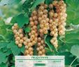 Versailles Garten Inspirierend Weiße Johannisbeere Weiße Versailler Ribes Rubrum Sativa Weiße Versailler