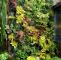 Vertikaler Garten Frisch 15 Beautiful Minimalist Vertical Garden for Your Home