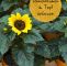 Vertikaler Garten Kaufen Genial sonnenblumen Im topf Tipps Für Eine Lange Blüte