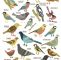 Vogel Garten Einzigartig Kate Sutton Illustration British Garden Birds