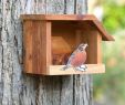 Vogel Garten Genial American Robin Cedar Bird House by Mltimbercrafts On Etsy