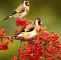 Vogel Garten Genial Pin Von Frau Nagezahn Auf Wildlife