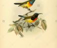 Vogel Garten Luxus Eine Monographie über Nectariniidae Oder Familie Des