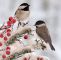 Vogelarten Im Garten Einzigartig Backyard Birds Marvel at Chickadees This Winter these north