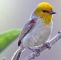 Vogelarten Im Garten Elegant Pinterest