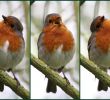 Vogelarten Im Garten Frisch Die 947 Besten Bilder Von Vögel